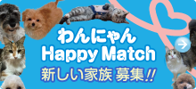 わんにゃんHappy Match